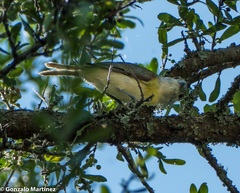 Pachyramphus viridis