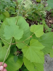 Vitis bourgaeana