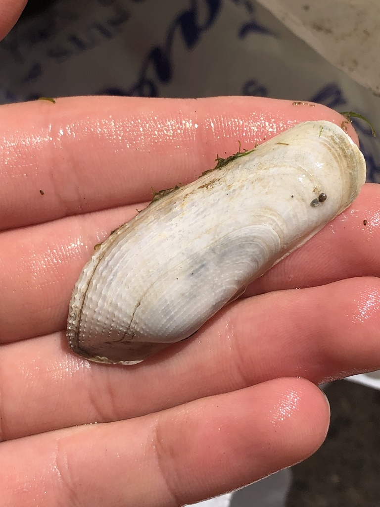 Pacific mud-piddock