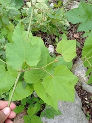 Vitis bourgaeana