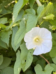 Calystegia silvatica fraterniflora