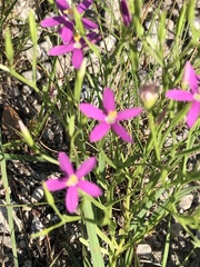 Zeltnera beyrichii