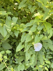 Calystegia silvatica fraterniflora