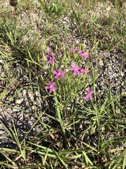 Zeltnera beyrichii
