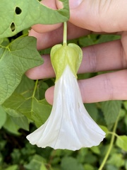 Calystegia silvatica fraterniflora