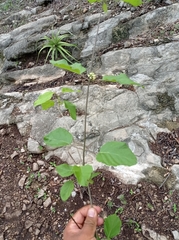 Marsdenia gualanensis