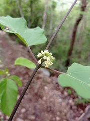 Marsdenia gualanensis