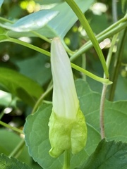 Calystegia silvatica fraterniflora