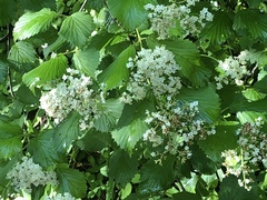 Viburnum carolinianum