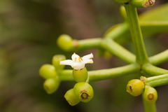 Psychotria mariniana