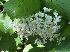 Viburnum carolinianum