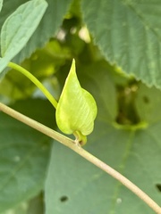 Calystegia silvatica fraterniflora