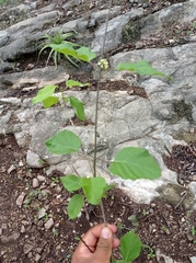 Marsdenia gualanensis