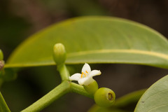 Psychotria mariniana