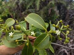 Psychotria mariniana