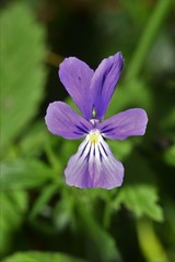 Viola lutea lutea