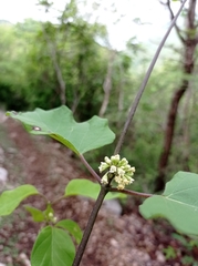 Marsdenia gualanensis