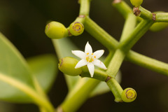 Psychotria mariniana