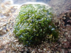 Microdictyon mutabile