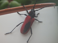 Purpuricenus kaehleri