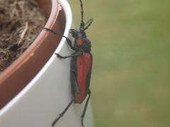 Purpuricenus kaehleri