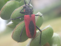 Purpuricenus kaehleri