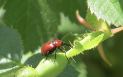 Merhynchites wickhami