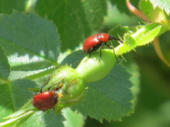 Merhynchites wickhami