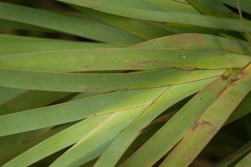 Machaerina mariscoides observed 2021-06-05