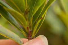 Syzygium sandwicense