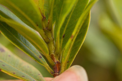 Syzygium sandwicense