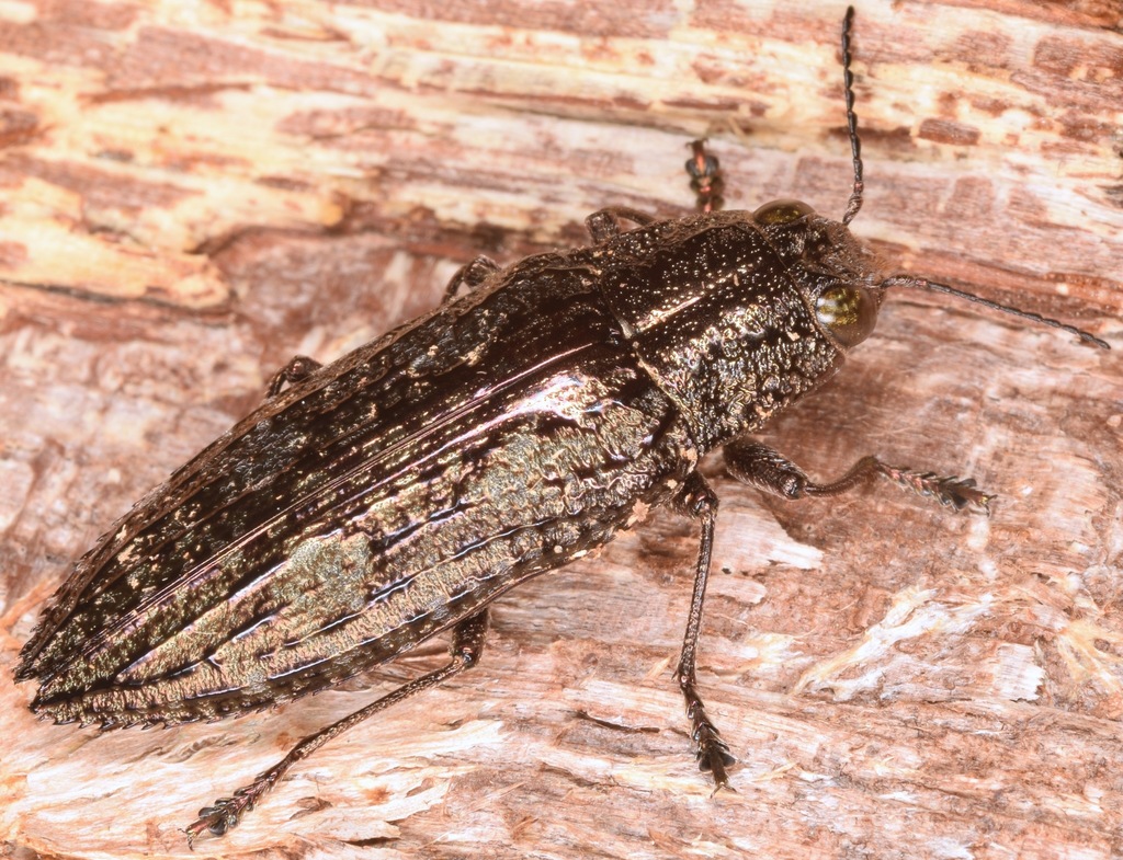 Hardwood Heartwood Buprestid