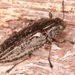Texania campestris - Photo (c) skitterbug, algunos derechos reservados (CC BY), subido por skitterbug