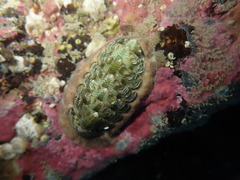 Onithochiton neglectus