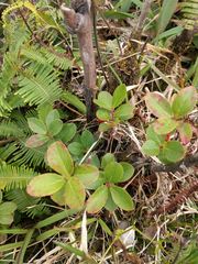 Vaccinium dentatum