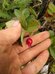 Vaccinium dentatum