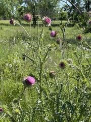 Cirsium pumilum