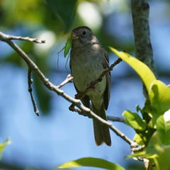 Spizella pusilla