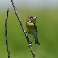 Spiza americana