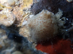 Asterocarpa