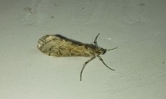 Cornifrons ulceratalis