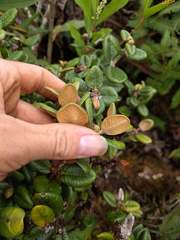 Metrosideros rugosa