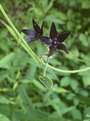 Matelea carolinensis