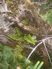 Adenophorus tamariscinus