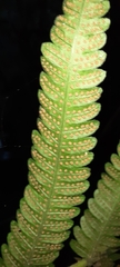 Amauropelta argentina