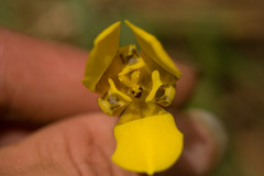 Trimezia martinicensis