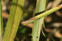 Argentagrion ambiguum