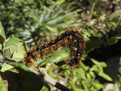 Malacosoma constricta