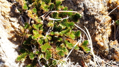 Selaginella eremophila