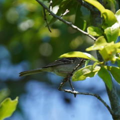 Spizella pusilla